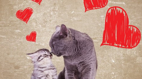 Do You Have A Harmonious Multiple-Cat Household?