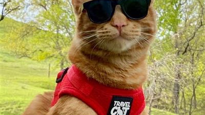 Feline Adventures: Tips To Make Traveling With Your Cat A Real Treat