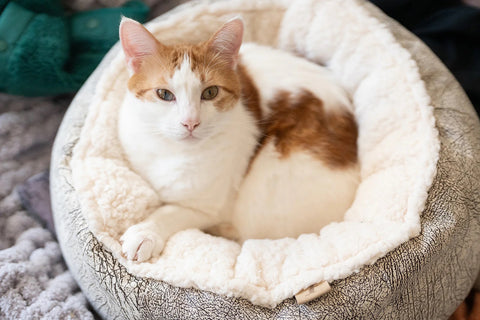 Cat Cuddler Donut Bed - NEW!!!