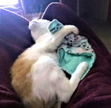 Cheezecat Refillable Catnip Play Mats - New Designs!