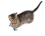 Catnip Dental Chew Cat Toys - NEW!!!