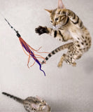 Dezi & Roo Wiggly Wand Toy with Worm Tail