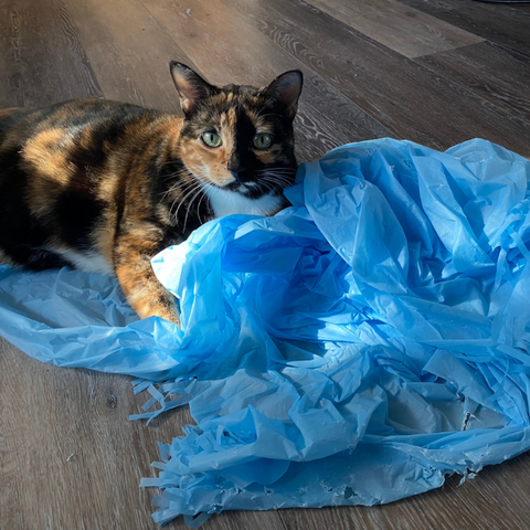 Dezi & Roo Magic Carpet Toy