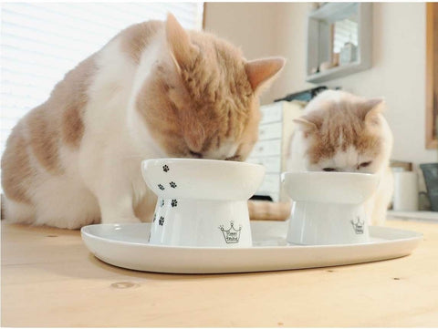 Stress-Free Tilted, Raised Porcelain Cat Food Bowl, Water Bowl and Dining Tray Set