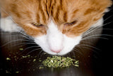 Premium All Natural Catnip Buds