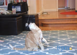 Cat Catcher Interactive Wand Toy - Several Attachments Available!
