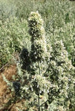 Premium All Natural Catnip Buds