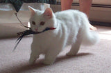 Da Bird™ Cat Wand Toy -All Time Favorite -Several Attachments Available!
