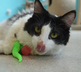 Dezi & Roo Wiggly Ping Cat Toy