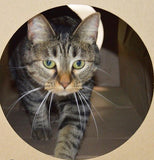 Dezi & Roo Hide and Sneak Tunnel