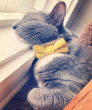 Always Sunny in Pickledelphia Matching Cat Bow Tie & Collar Set