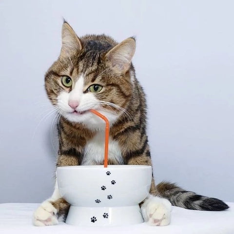 Porcelain Raised Cat Water Bowl