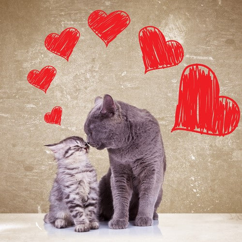 Do You Have A Harmonious Multiple-Cat Household?