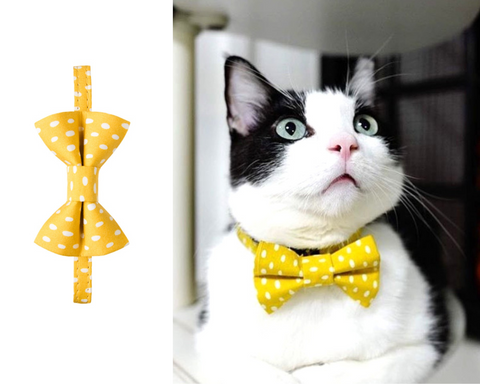 Always Sunny in Pickledelphia Matching Detachable Bow Tie & Collar Set