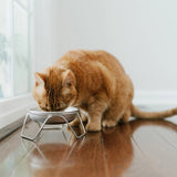 Raised Stainless Cat Bowl & Stand - NEW!!!