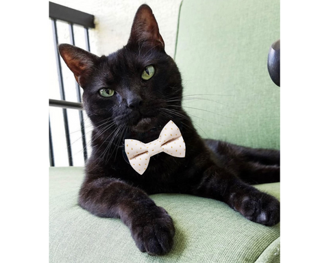 Cat tie collar hot sale