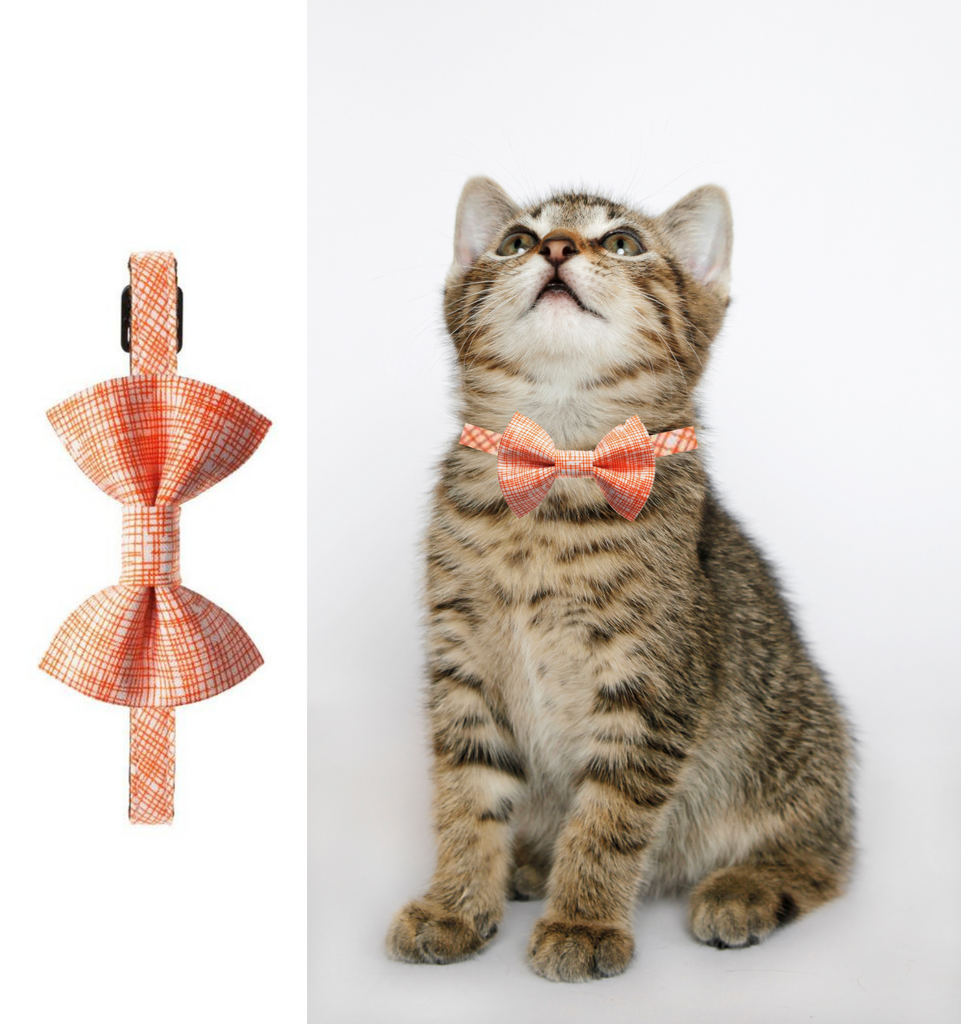 The Firecracker Detachable Matching Bow Tie & Collar Set