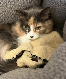 Catnip Franny - NEW!!!