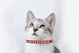Deluxe Red Pearl & Crystal Cat Breakaway Collar - NEW!!!
