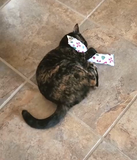 Holiday Catnip Candy Kicker Toy - NEW!!!