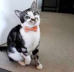 Cat Wearables