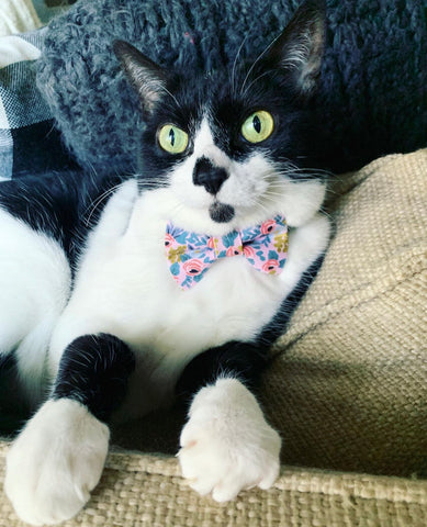 Catchella Matching Cat Bow Tie & Collar Set