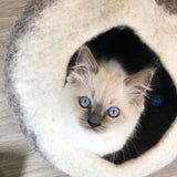 Cat Cave Hideaway - Ombre