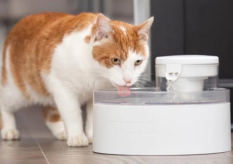 Petsafe Outlast Pumpless Cat Fountain - NEW!!!