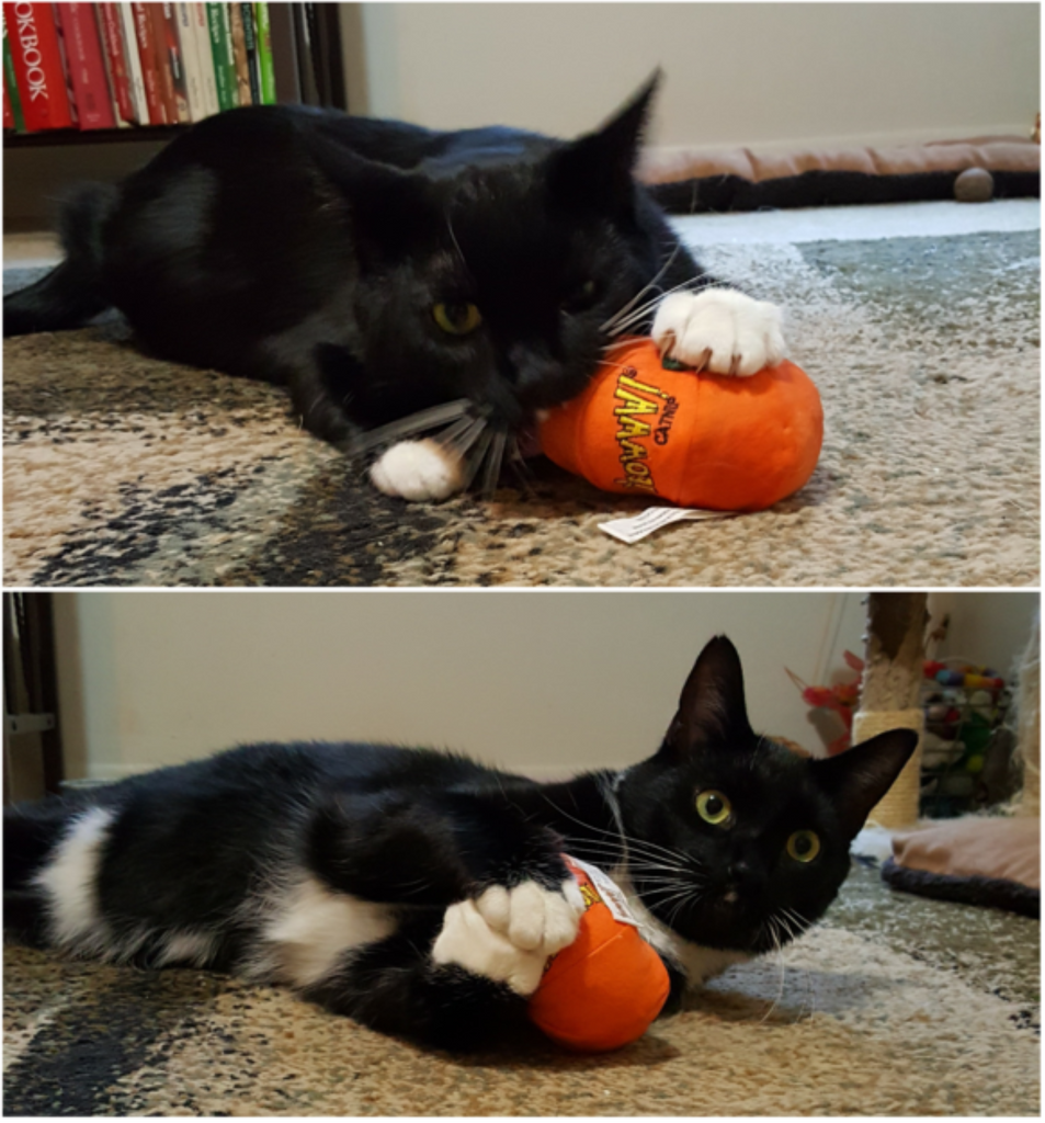 Yeowww!™ Fresh Pumpkin Catnip Toy