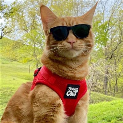 The True Adventurer Reflective Cat Harness & Lead - NEW!!!