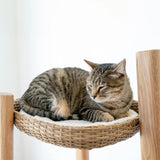 Reiya Modern Cat Tree - NEW!!!