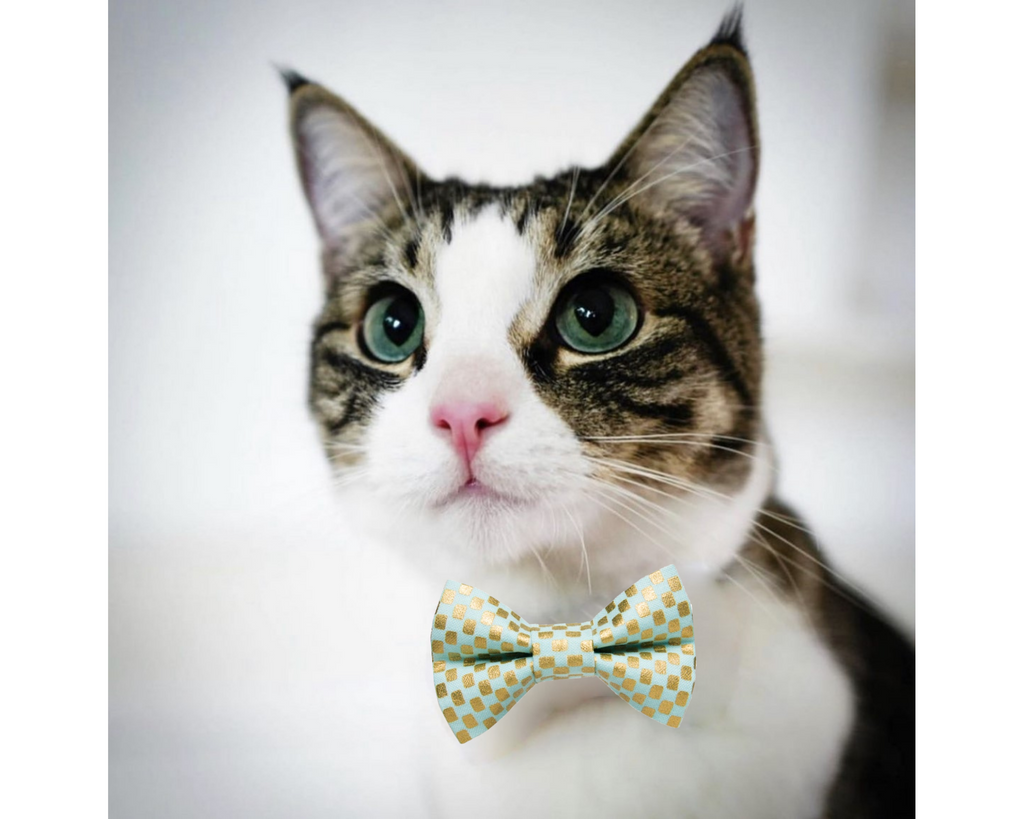 The Maverick Matching Cat Bow Tie & Collar Set - NEW!!!