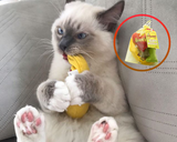 Yeowww! Holiday Toy Gift Bundle