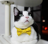 Always Sunny in Pickledelphia Matching Cat Bow Tie & Collar Set