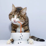 Porcelain Raised Cat Water Bowl - NEW!!!