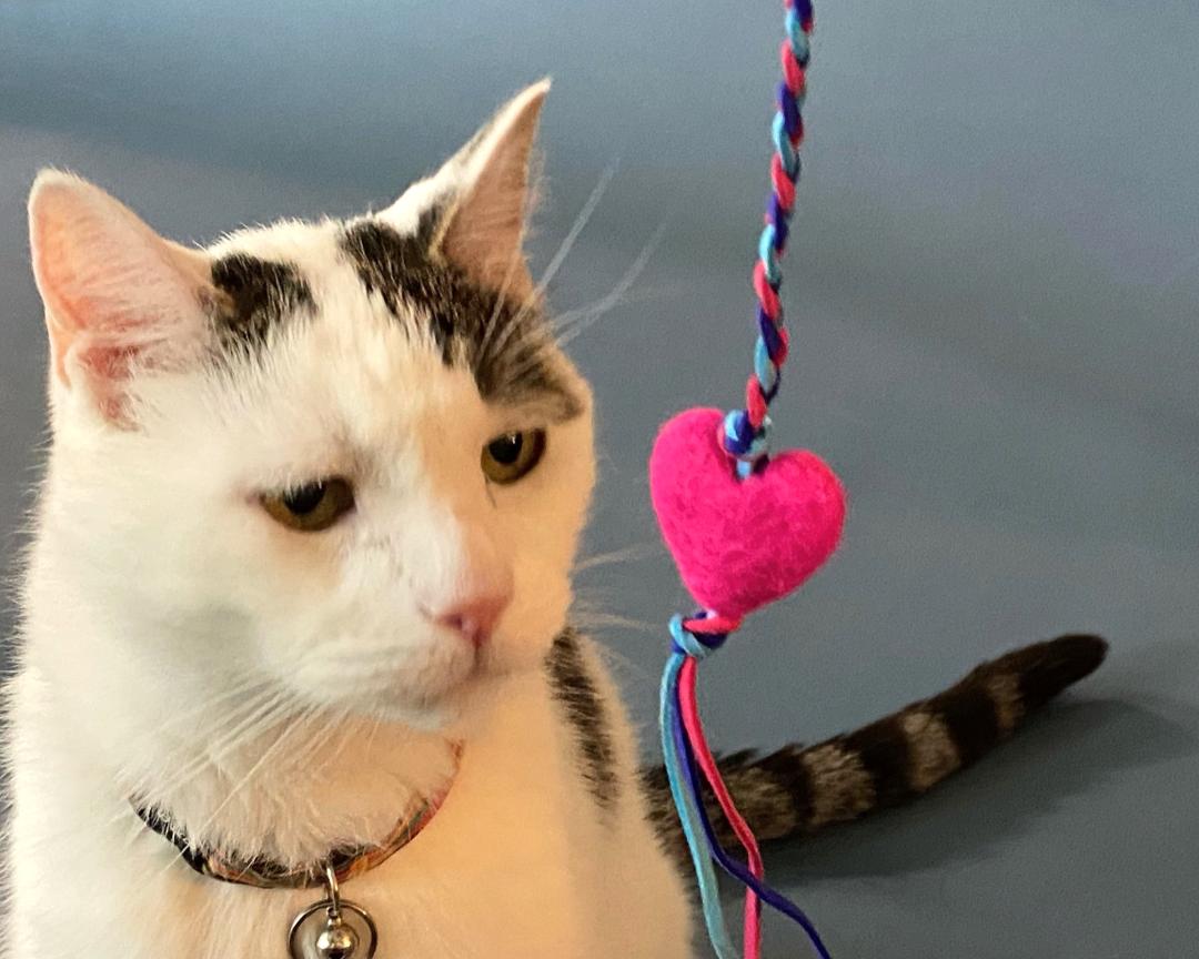 Cat Toys for Sale | High-Quality Cat Toys Available